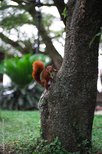 squirrel on tree © JULIANMATEO