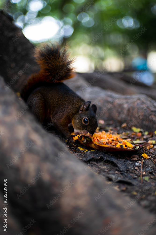 squirrel on tree squirrel on tree