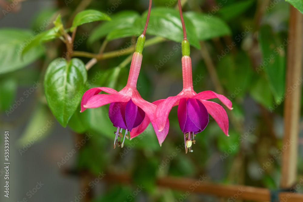 Red and purple flowers of the fuchsia houseplant.