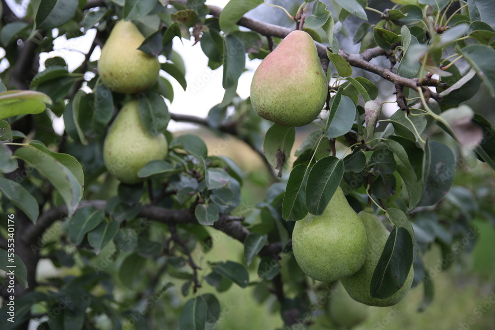 pear on tree pear on tree