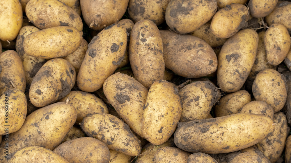 Fresh young potato. Heap of ripe potatoes on the ground in a field. Fresh white young organic potatoes, harvesting. Organic vegetables background. Harvest close-up. Pile of potatoes lying on soil Fresh young potato. Heap of ripe potatoes on the ground in a field. Fresh white young organic potatoes, harvesting. Organic vegetables background. Harvest close-up. Pile of potatoes lying on soil