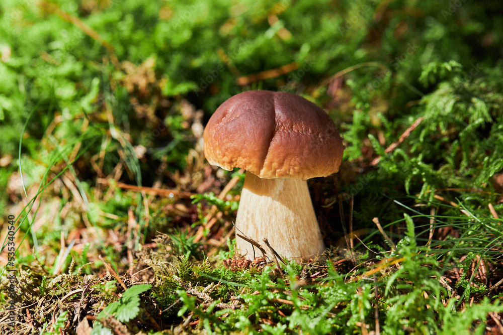 Boletus mushroom in the wild close-up. White fungus growing in the wild. Boletus edulis. Mushrooms in autumn forest Boletus mushroom in the wild close-up. White fungus growing in the wild. Boletus edulis. Mushrooms in autumn forest