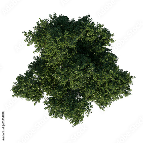 Top view tree plant ( Adolescent Common Oak tree 3 ) png