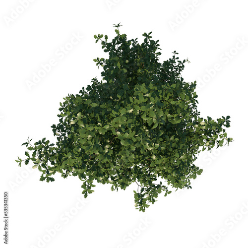 Top view tree plant ( Young Common Oak tree 3 ) png