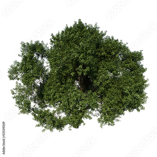 Top view tree ( Adolescent Common Oak tree 3 ) white background alpha png photo