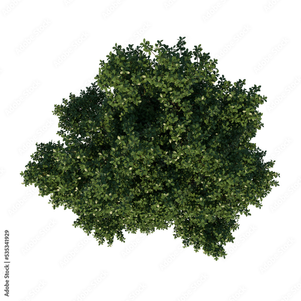Naklejka premium Top view tree ( Adolescent Common Oak tree 2 ) white background alpha png