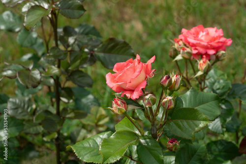 A bush of blooming bright pink roses