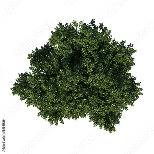 Top view tree ( Adolescent Common Oak tree 2 ) white background alpha png