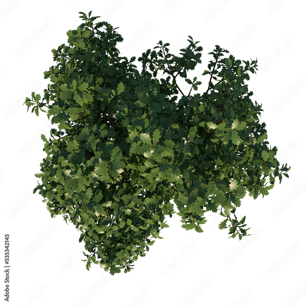 Obraz premium Top view tree plant ( Young Common Oak tree 2 ) png