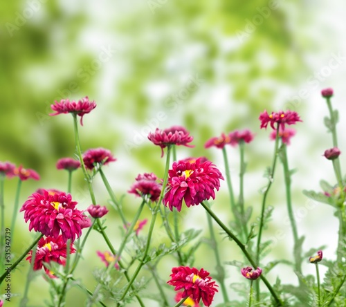 Garden of colorful fresh Flower with bokeh effect
