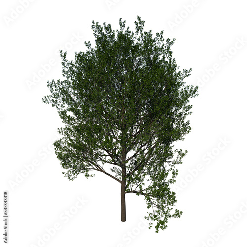 Front view tree plant   Red Oak tree 3   png