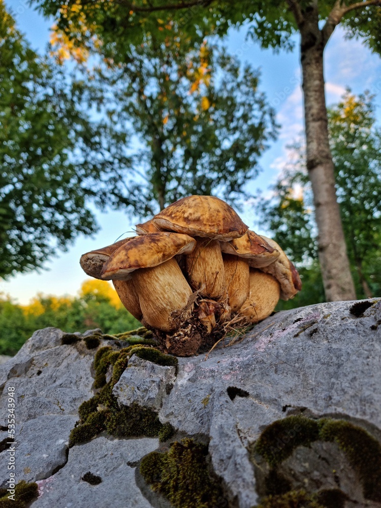 walnuts in the forest walnuts in the forest
