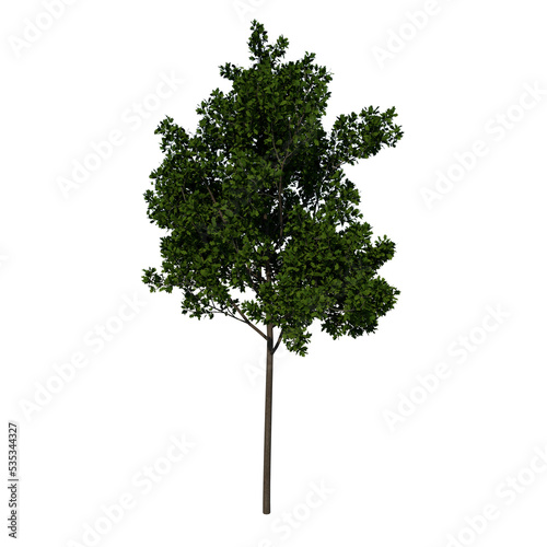 Front view tree plant ( Young Red Oak tree 2 ) png