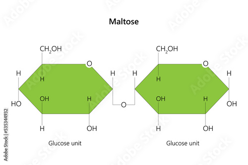 Maltose, also known as maltobiose or malt sugar. Vector illustration.