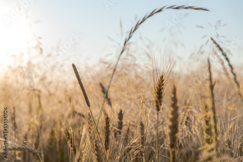 Close-up side view of agricultural field with ears of whear, wood millet (Milium effusum or American milletgrass) and other cereal plants at sunrise. Selective focus. Uncultivated wheat field theme.