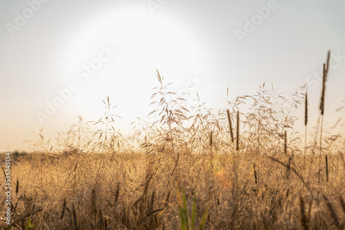Close-up side view of Milium effusum (American milletgrass or wood millet) plants growing on wheat field at sunrise. Selective focus. Theme of weeds on agricultural field.