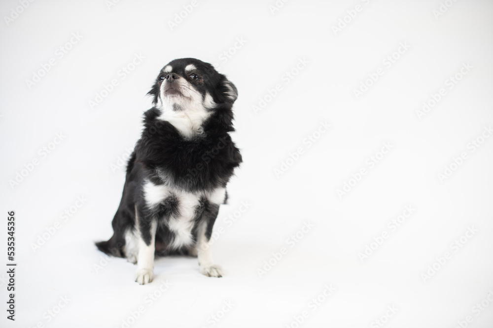 
Portrait vom schwarz/weißen Chihuahua Hund im Studio auf weißen Hintergrund mit Platz für Text