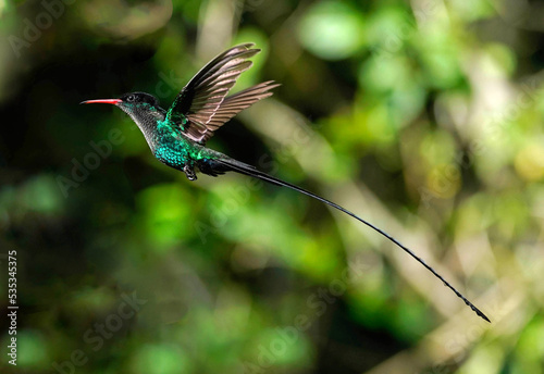 Red-billed Streamertail Hummingbird Flight - Jamaica
