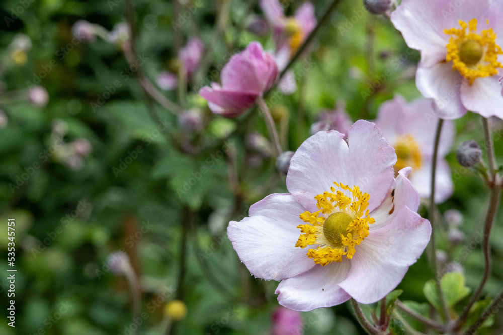 blur effect, pink anemone flowers in the garden, windflowers, ranunculaceae blur effect, pink anemone flowers in the garden, windflowers, ranunculaceae