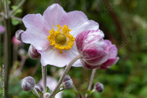 blur effect, pink anemone flowers in the garden, windflowers, ranunculaceae