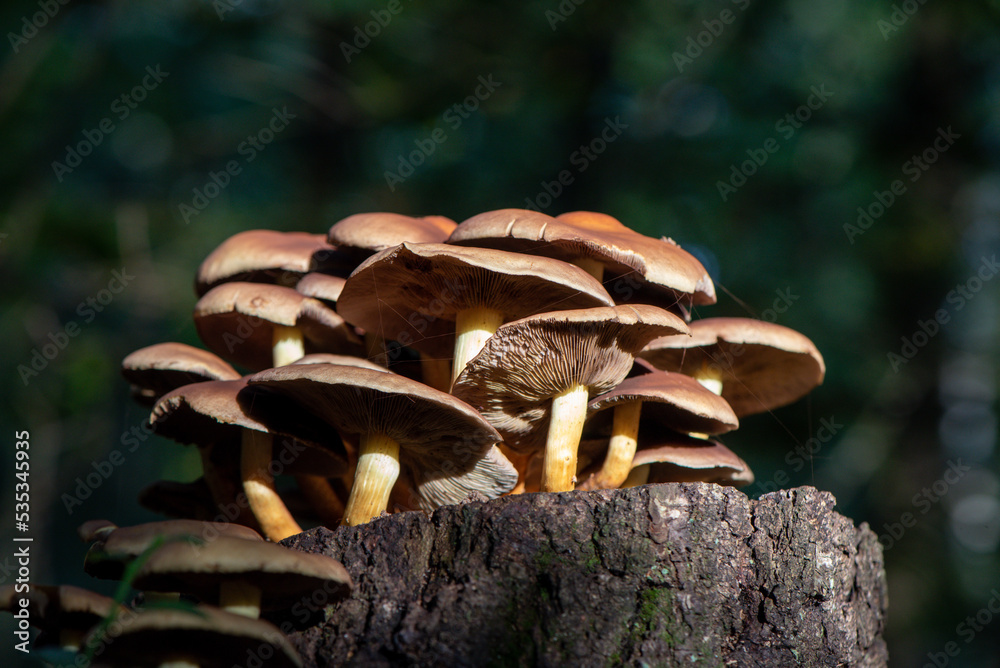 group of mushrooms