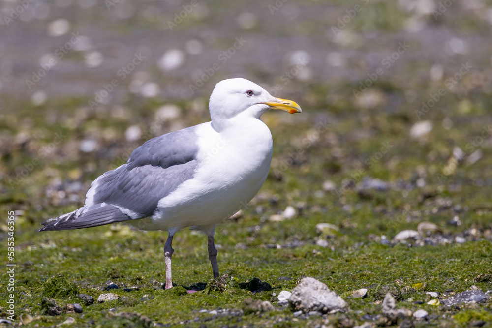 A glaucous-winged gull standing on the shore in Tracyton, Washington.