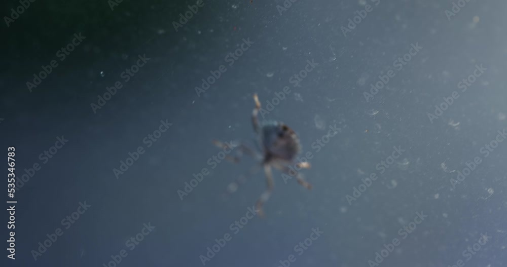 Stink bugs closeup on the window