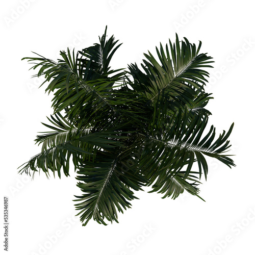 Top view of plant (Young Roystonea Oleracea Palm Tree 1) tree png © Emmanuel Vidal