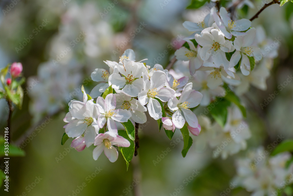White Crabapple Blossoms In Late May White Crabapple Blossoms In Late May