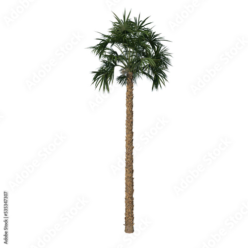 Front view of plant (Palmetto Palm Tree 2) tree png © Emmanuel Vidal