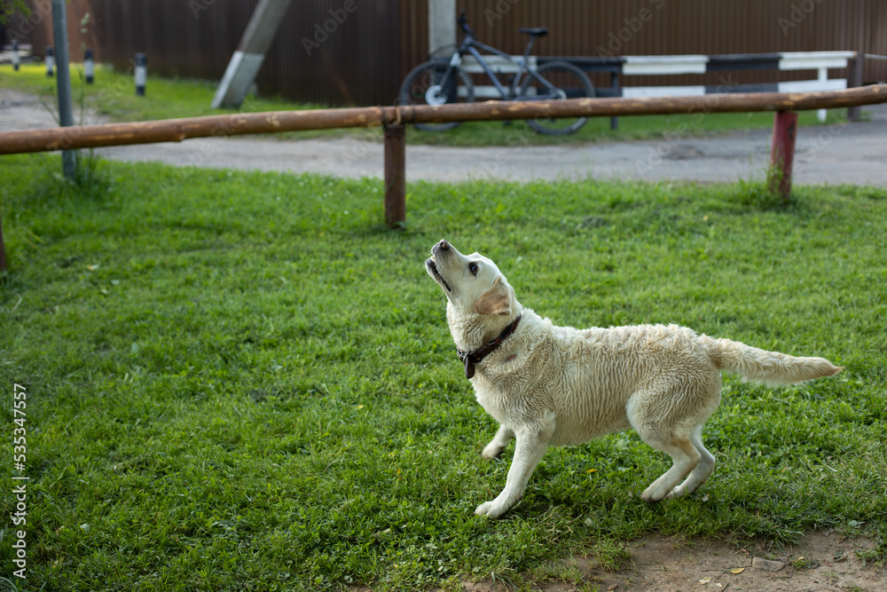 White Labrador in summer. Pet on walk. Animal on hot day. White coat. White Labrador in summer. Pet on walk. Animal on hot day. White coat.