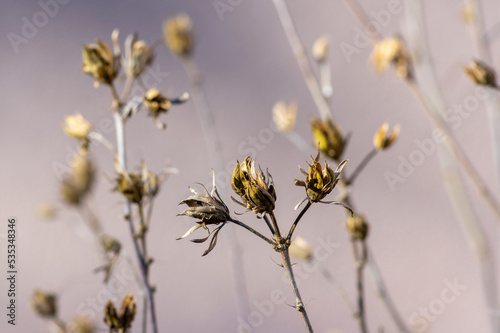 Hibiscus syriacus faded flowers, brown color Syrian ketmia rose mallow branches with seed pods during autumn season