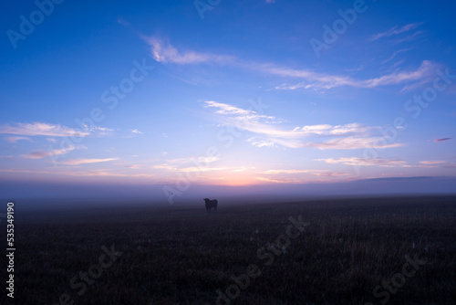 Foggy Morning On Great Planes of Wyoming With Bull Cow Cattle and Birds Flying with Pink and Blue Sunrise Early Morning Adventure Valley View From Above Purple Sky