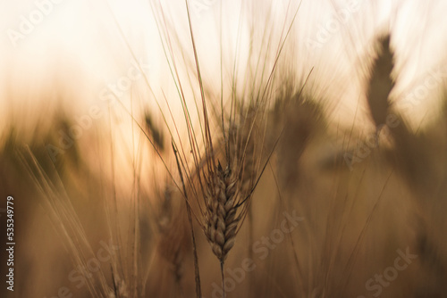 golden wheat field