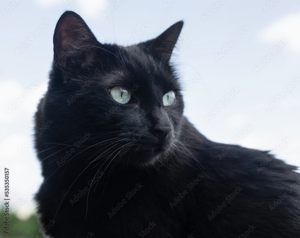 Portrait of a black cat Portrait of a black cat