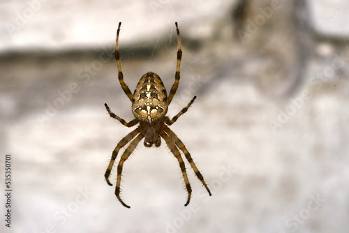 Spider is hanging on web thread on light background.