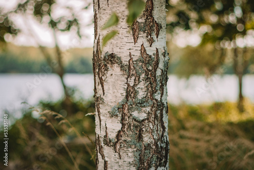 tree in the forest