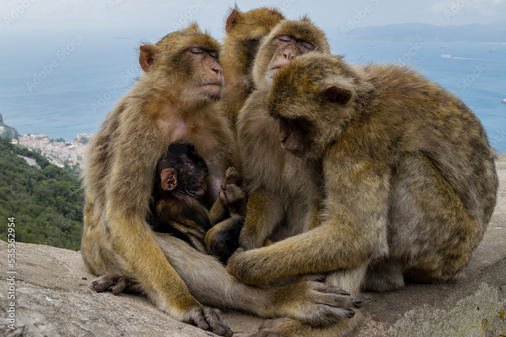 Barbary macaque family