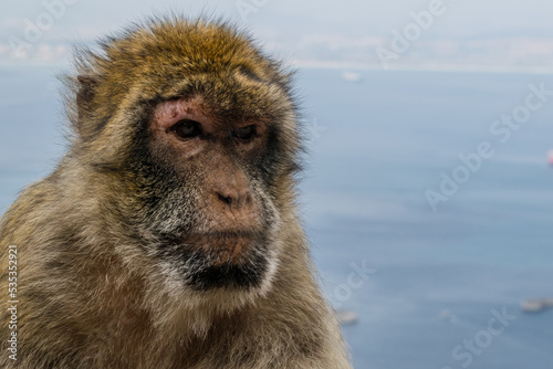 portrait of a Barbary Macaque © Kyle