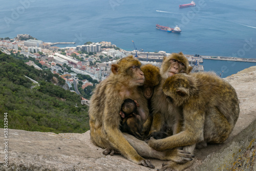 Barbary macaque family