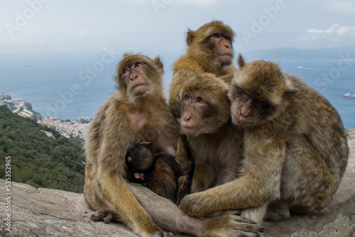 portrait of a family of Barbary macaque