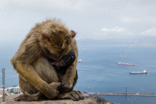 portrait of a mother and child Barbary macaque © Kyle