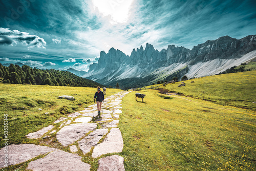 Athletic woman walks along beautiful hike trail at Seceda with brown white patterned dolomites cows in the morning. Seceda, Saint Ulrich, Dolomites, Belluno, Italy, Europe.