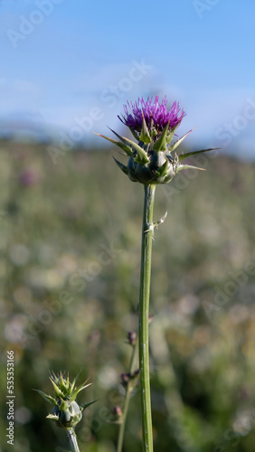 A slender tall pale purple flower of thistle  Silybum marianum  against a blurred background of a field and a summer sky. Selective focus. Cultivation and collection of medicinal herbs  plants