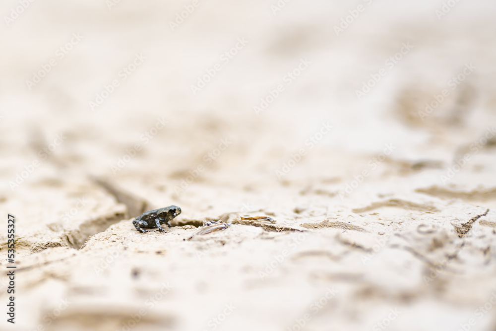 Small black frog jumps across the sand beach of the lake. Dürrensee (Lago di Landro), Saint Ulrich, Dolomites, Belluno, Italy, Europe.