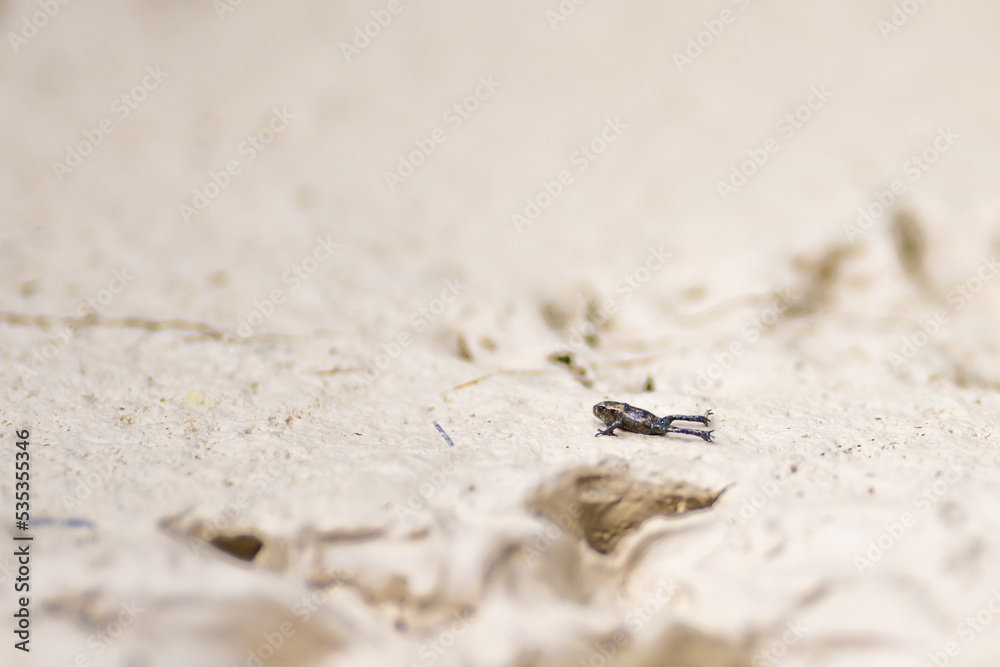 Small black frog slides across the sand beach of the lake. Dürrensee (Lago di Landro), Saint Ulrich, Dolomites, Belluno, Italy, Europe. Small black frog slides across the sand beach of the lake. Dürrensee (Lago di Landro), Saint Ulrich, Dolomites, Belluno, Italy, Europe.