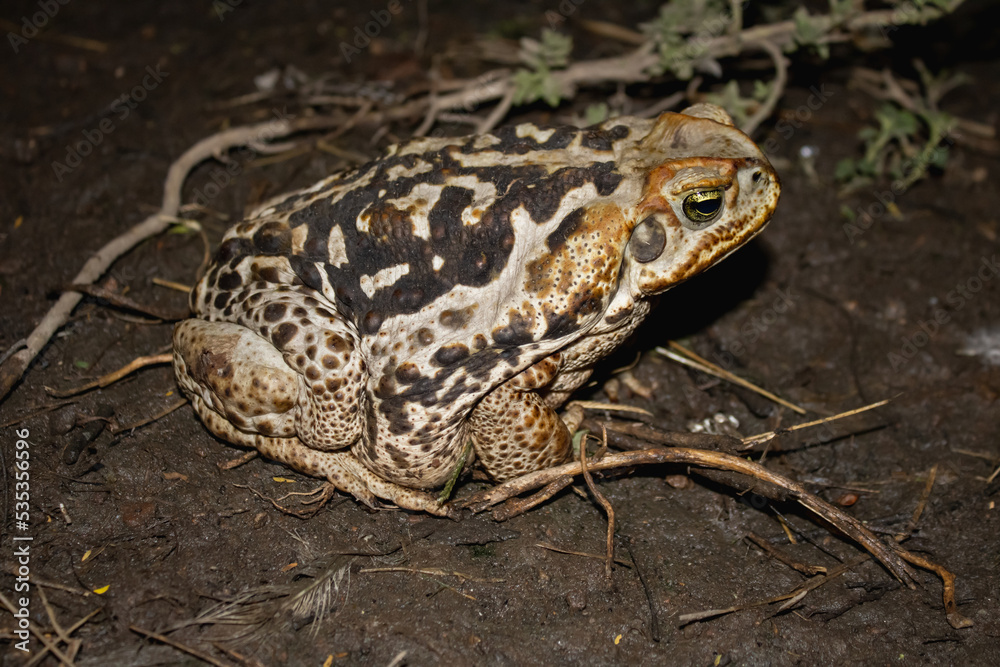 Fototapeta premium Cane toad. Rhinella marina. Blurred earth background