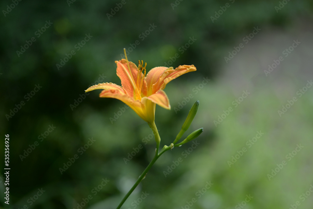 Obraz premium ノカンゾウ