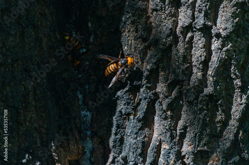 樹液を夢中で吸うオオスズメバチ