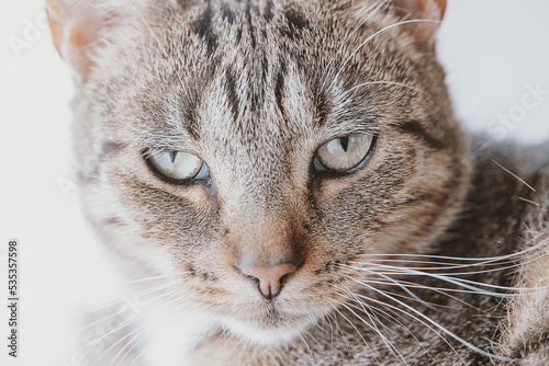  tired gray tabby cat in close-up